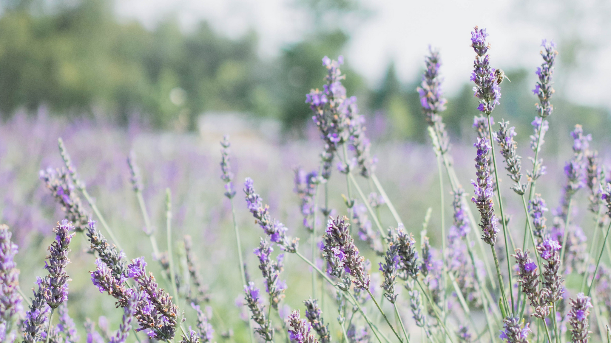 Send Love, and Lavender